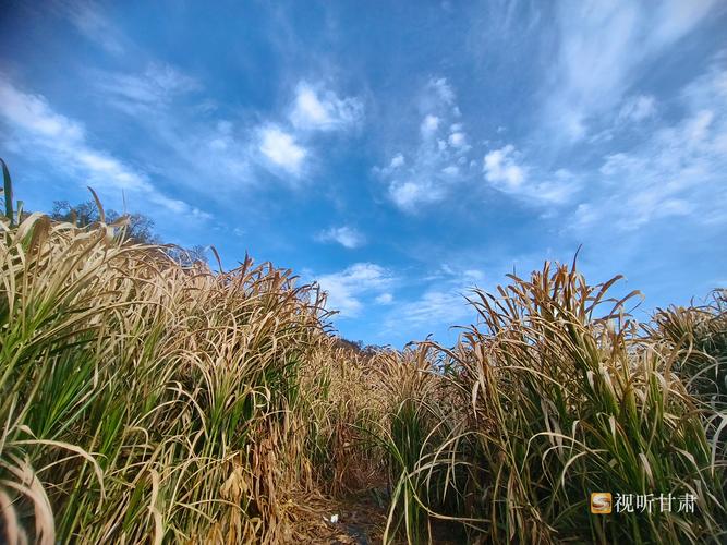 践行科研帮扶，菌草助力壮大高原生态养殖业