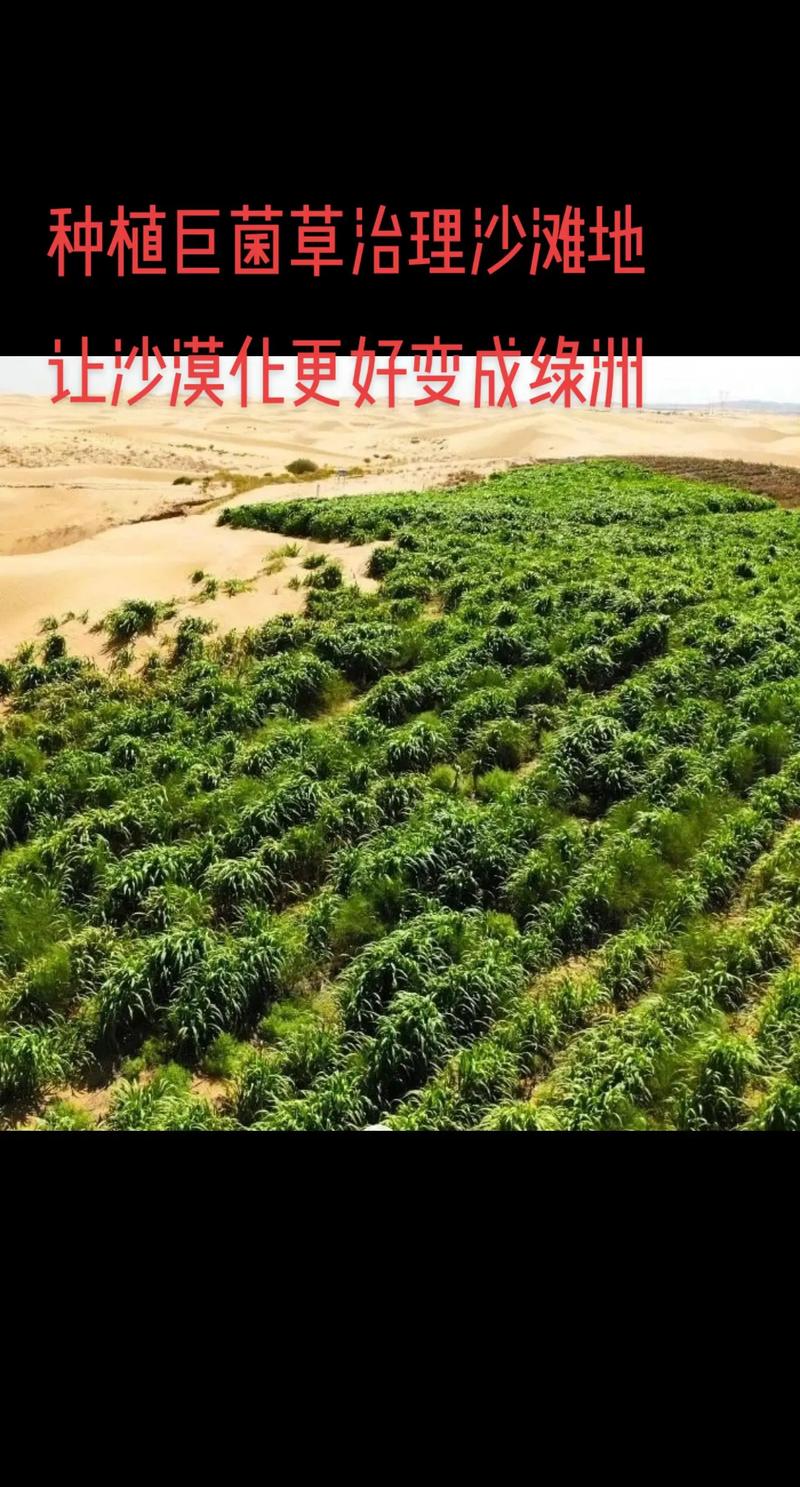 巨菌草 沙滩地沙漠化治理的绿色先锋