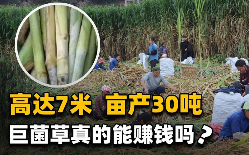 亩产30吨，种一次收割15年！种植巨菌草真的能赚钱吗？