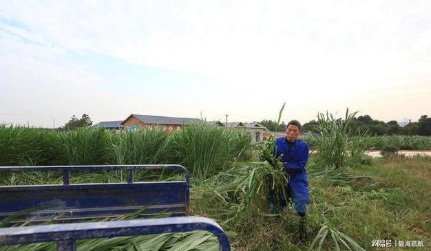 高产巨菌草 亩产30吨、株高7米的“致富草”，一次种植收割15年